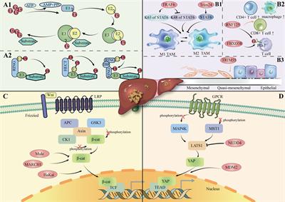 Role and therapeutic potential of E3s in the tumor microenvironment of hepatocellular carcinoma